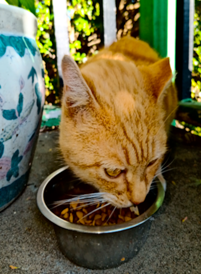 cat